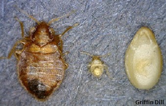 Maine Extension bedbug