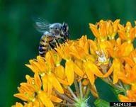 Michigan Extension bee