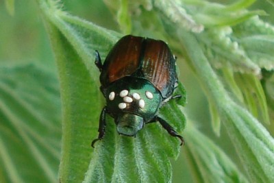 Tacnid beetle