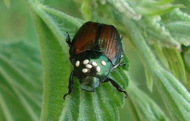 Tacnid beetle