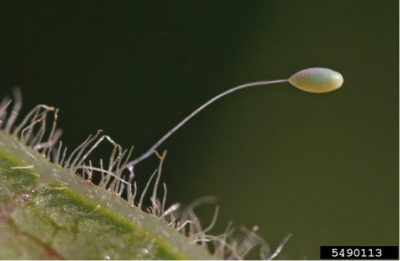 Lacewing egg on a stalk
