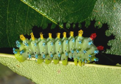 Cecropia moth caterpillar