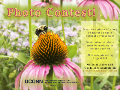 photo contest information