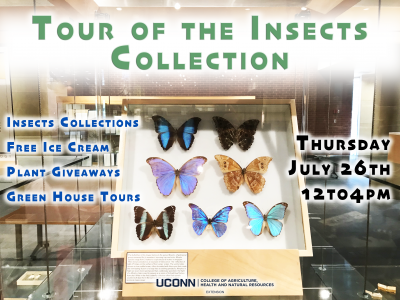 insect collection flyer
