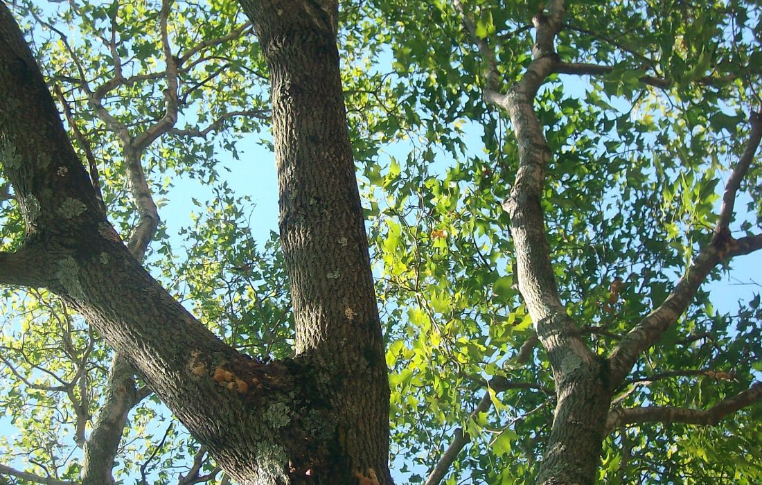 tree with gypsy moths
