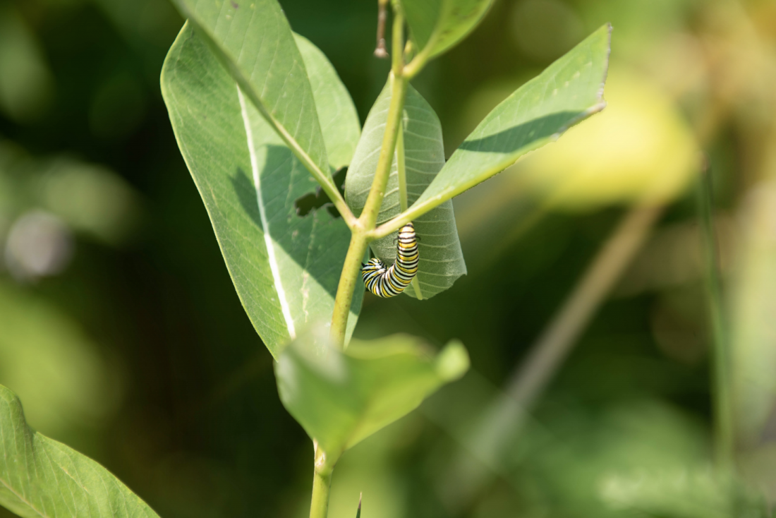 monarch caterpillar upside down on milkweed