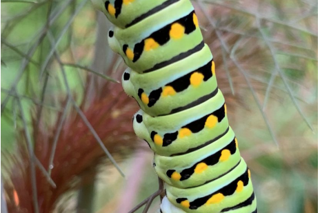 Black swallowtail caterpillar on bronze fennel