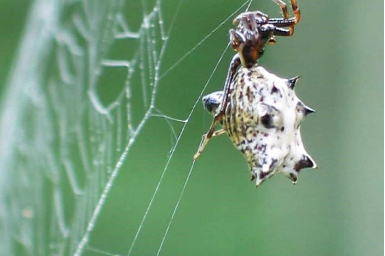 spider hanging upside down on spider web