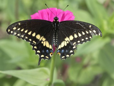 Eastern black swallowtail butterfly on pink flower