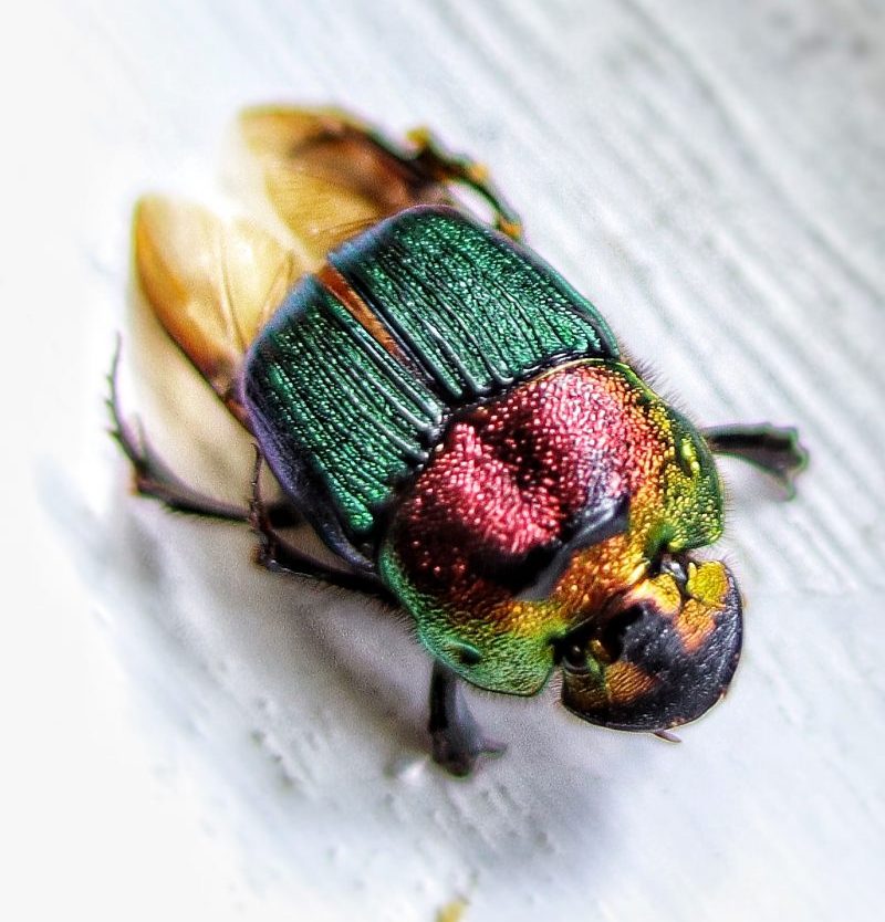 Upwards profile of a Rainbow Scarab