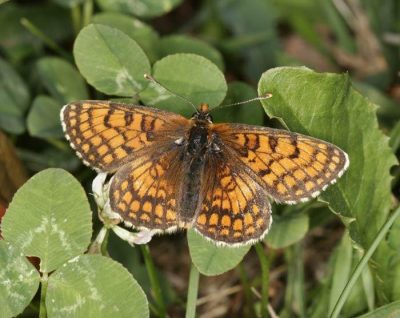 Meadow Fritillary butterfly