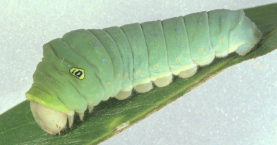 Fifth instar larva of the tiger swallowtail