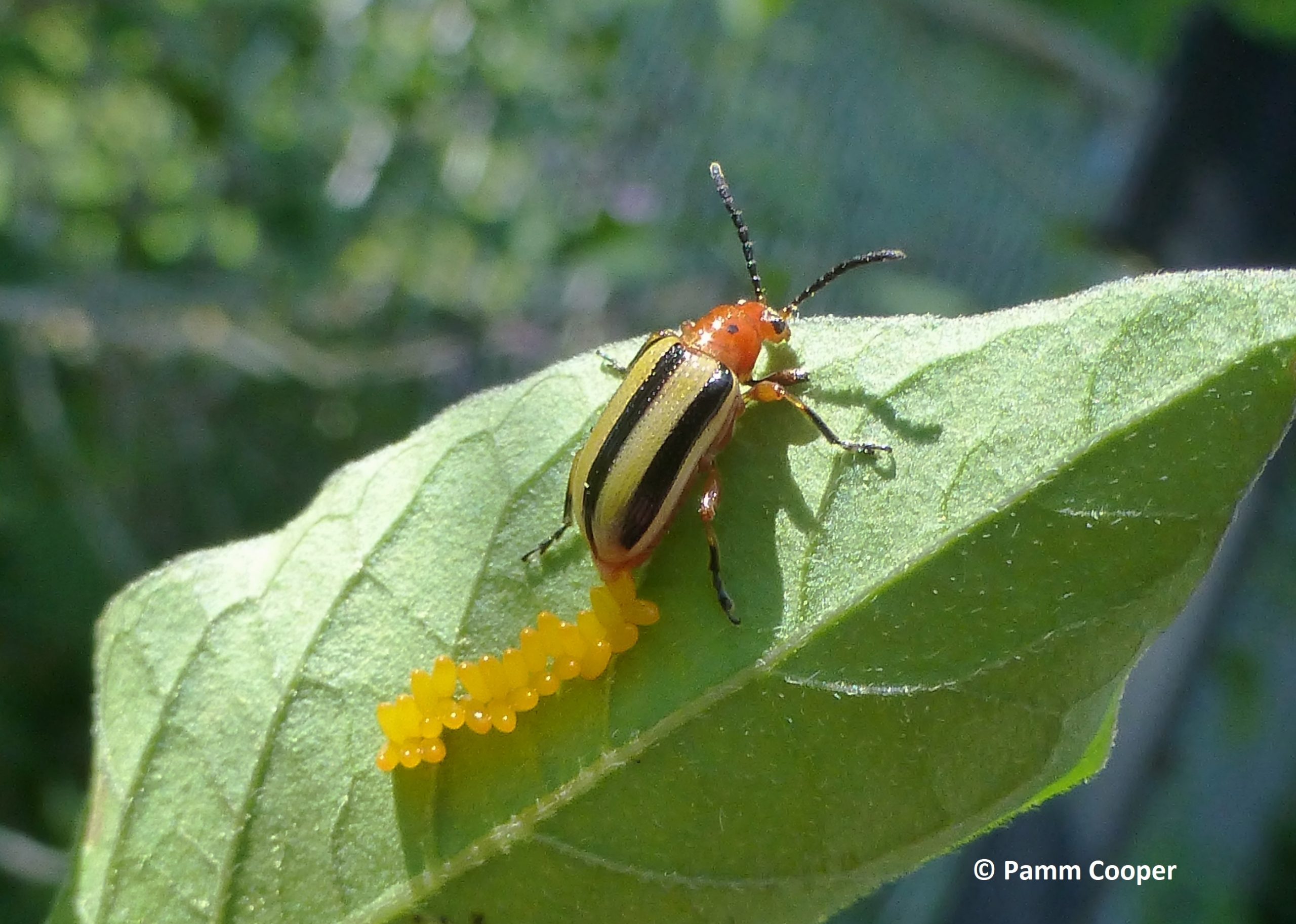 Pest Identification Guide For Lady Bugs In NY & CT