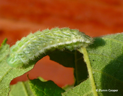 banded hairstreak caterpillar