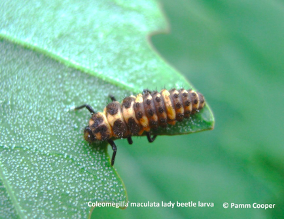 lady bug beetle larva