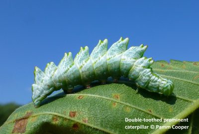Double-Toothed Prominent Caterpillar