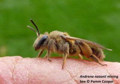 Andrena Mining Bee