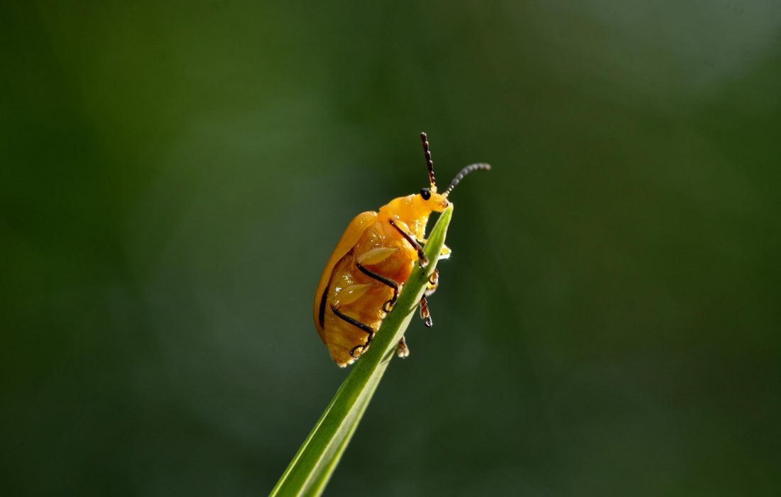 yellow beetle