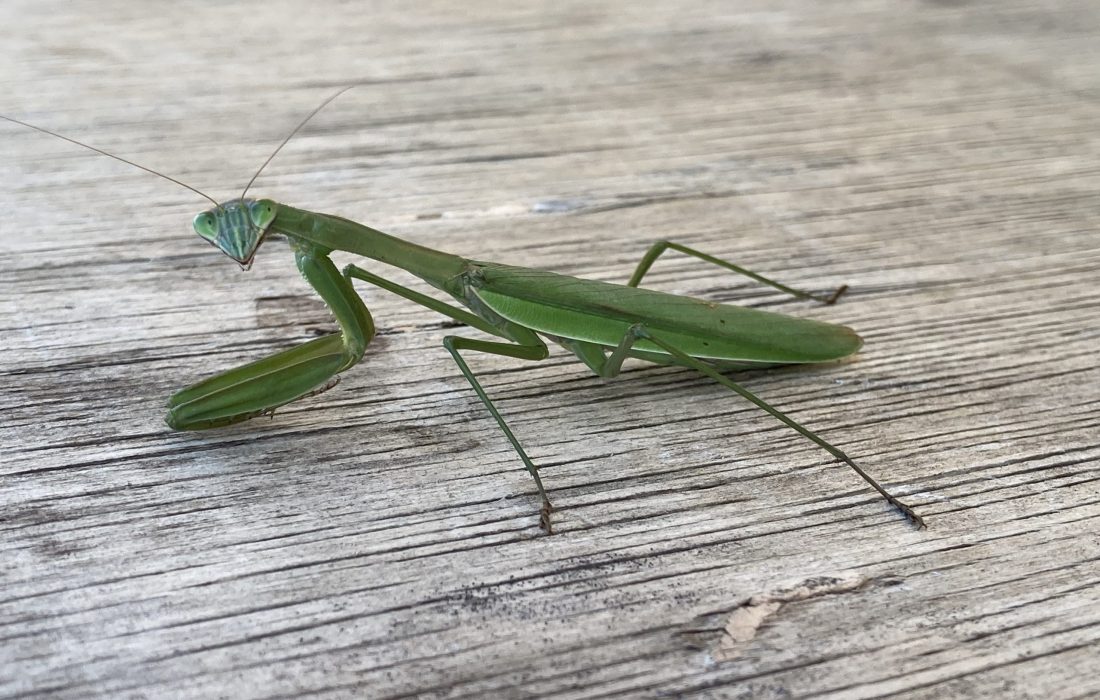 Praying Mantis on a Parched Plywood Plank