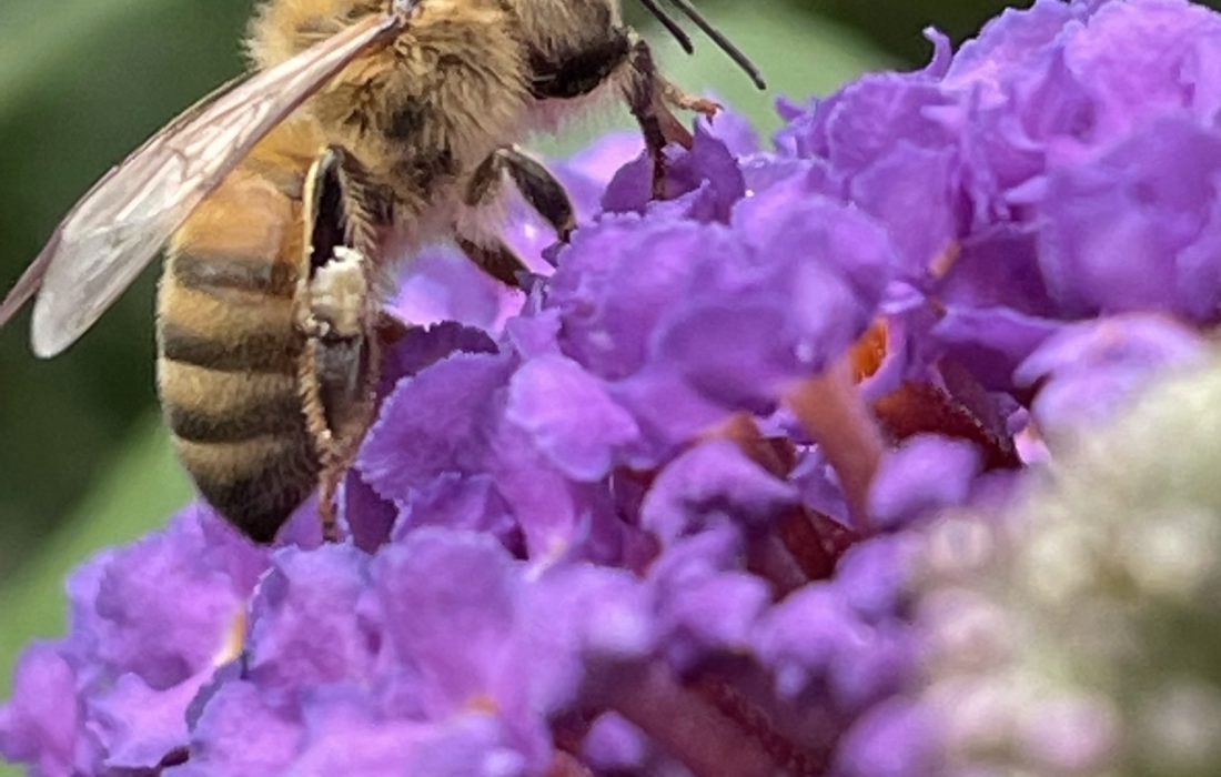 A foraging honey bee collecting pollen and nectar from a Butterfly Bush.