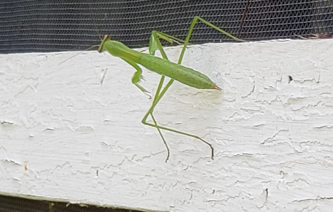 green bug on a house