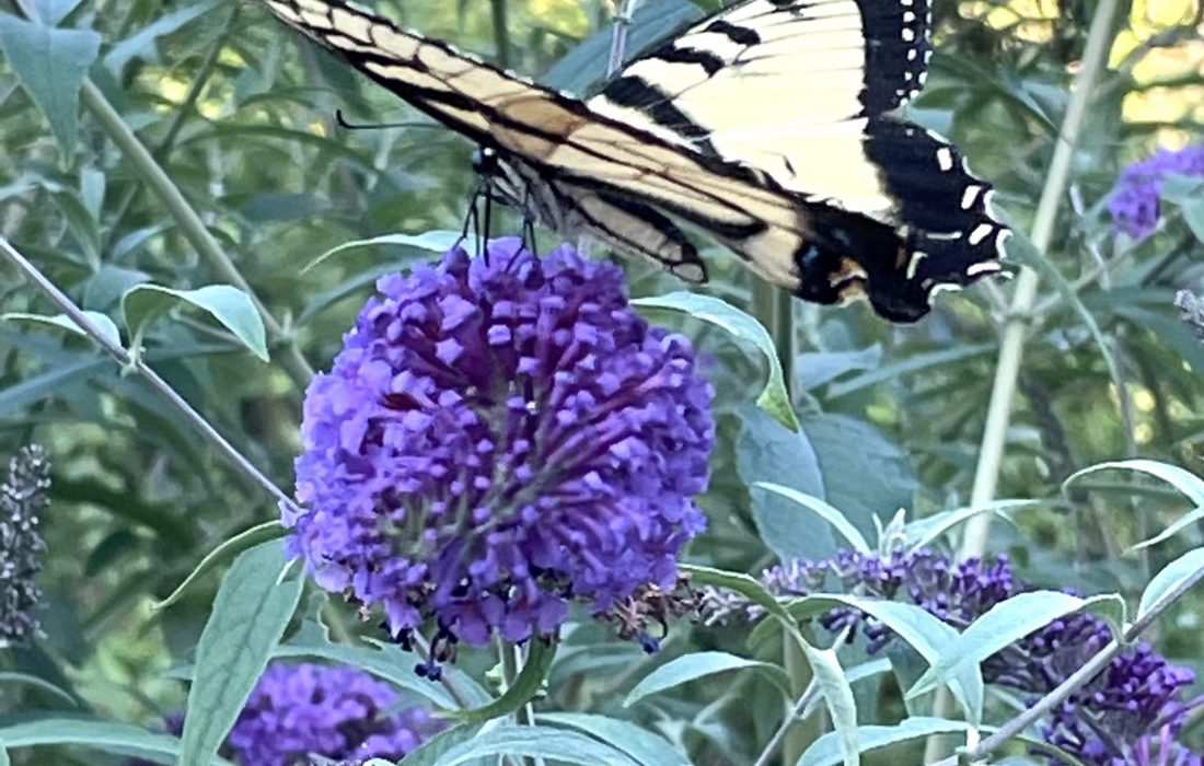 Yellow swallowtail butterfly on butterfly bush.