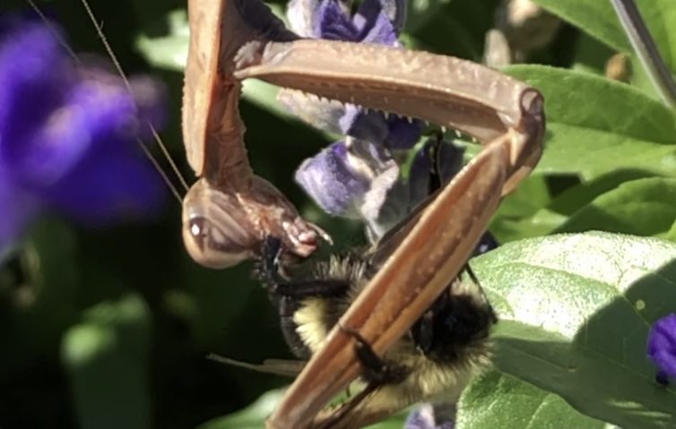 praying mantis eating a bumble bee