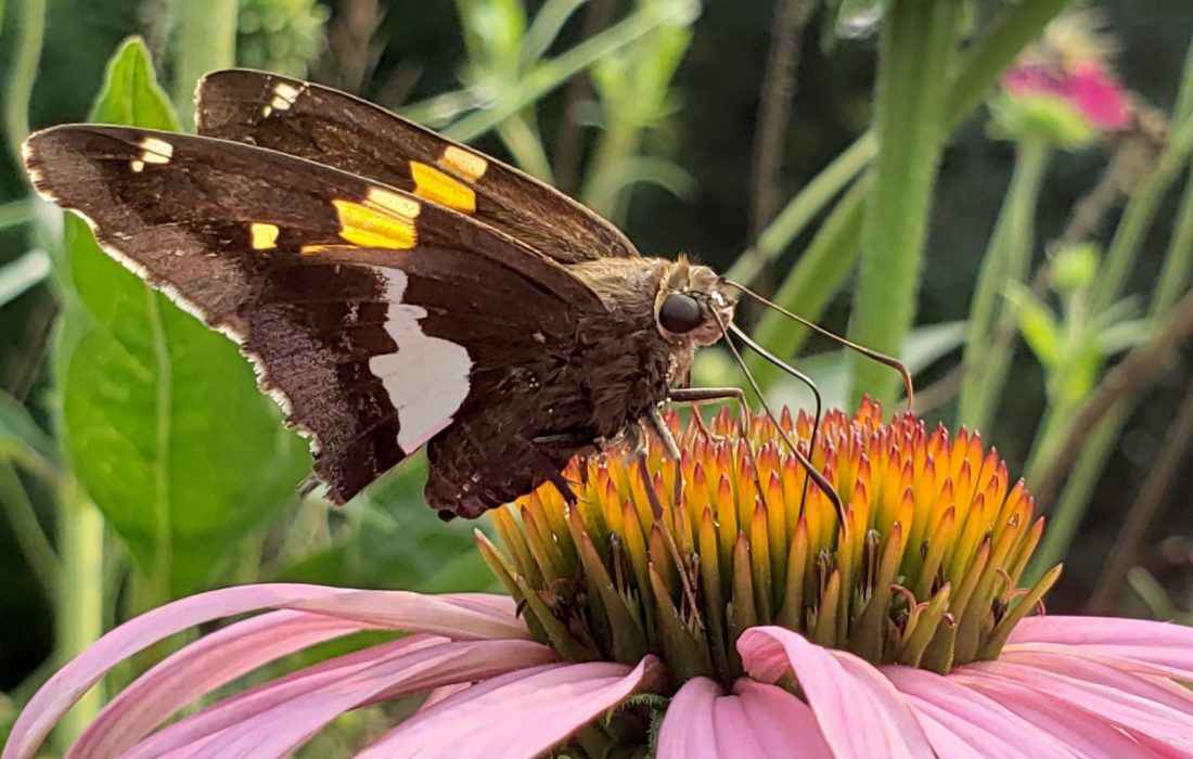 brown butterfly on cone flower