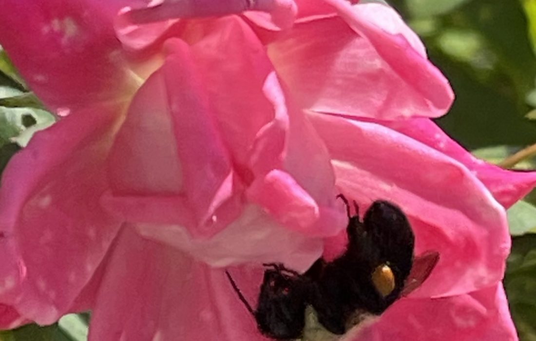 bee on a pink rose