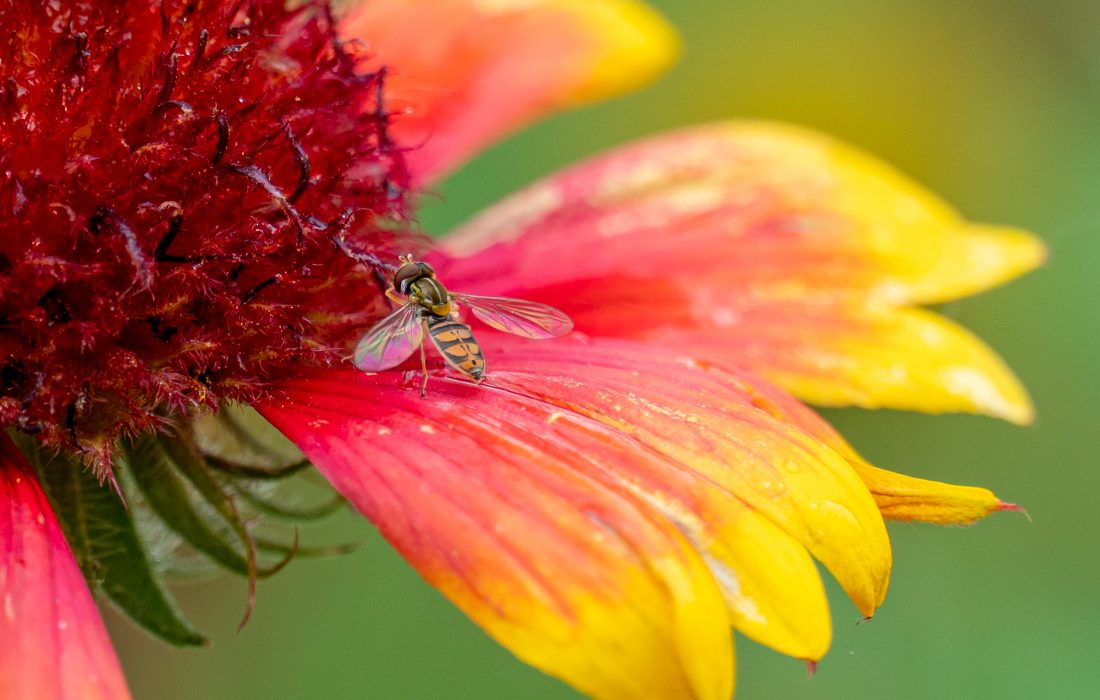 A Margined Calligrapher hoverfly on an Indian blanket flower.