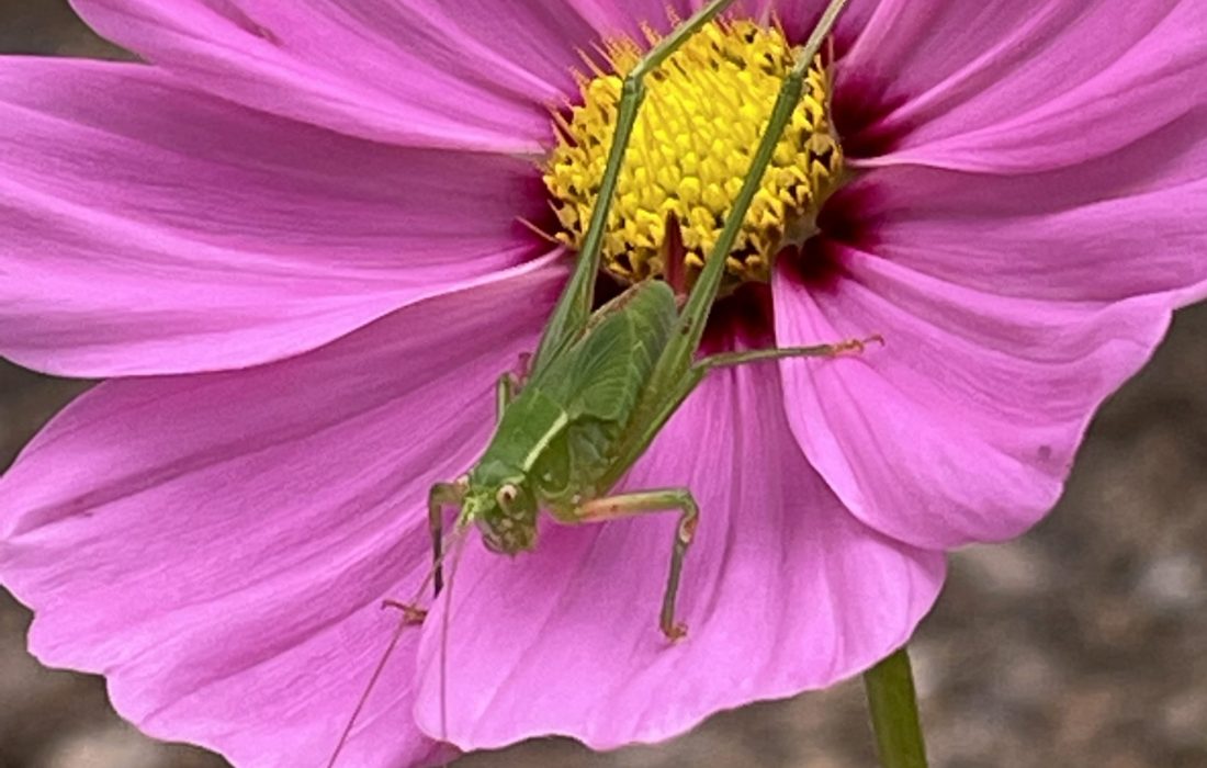 Hopper balancing on the colorful cosmos