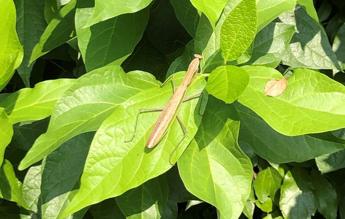 Praying mantis on large sweet bush leaf.