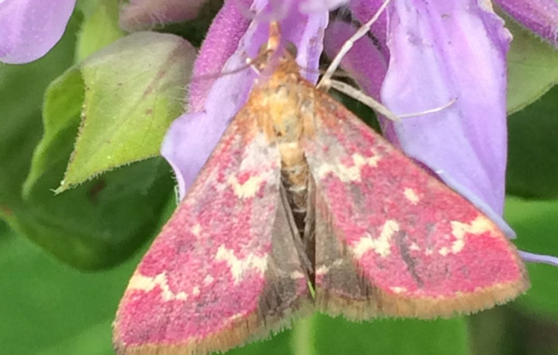 Raspberry Pyrausta Moth (Pyrausta signatalis) on Monarda Fistulosa (Bee Balm)