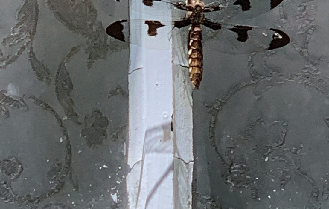 Dragonfly on barn window.