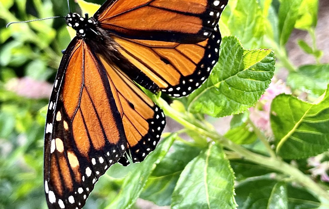 A male monarch butterfly perched on a plant.