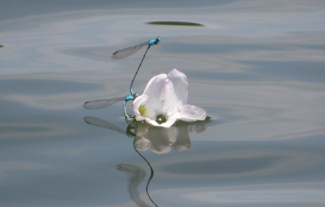 Two blue dragonflies balancing on each other while resting on a flower floating on a lake.