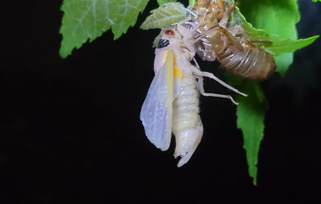 Brood X cicada seconds after it pulled itself free from its exoskeleton.