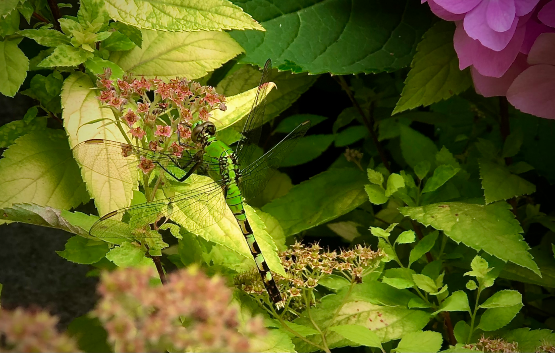 female eastern pondhawk dragonfly rests in a clutch of bright green gold mound spirea