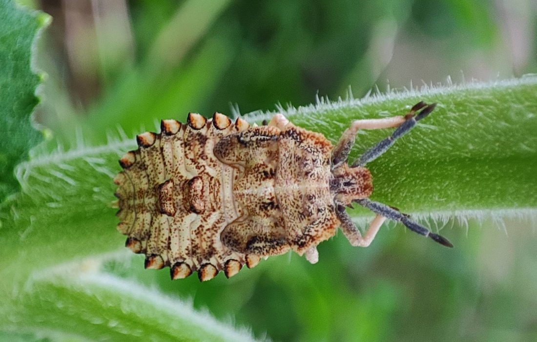 Genus Megymenum bug