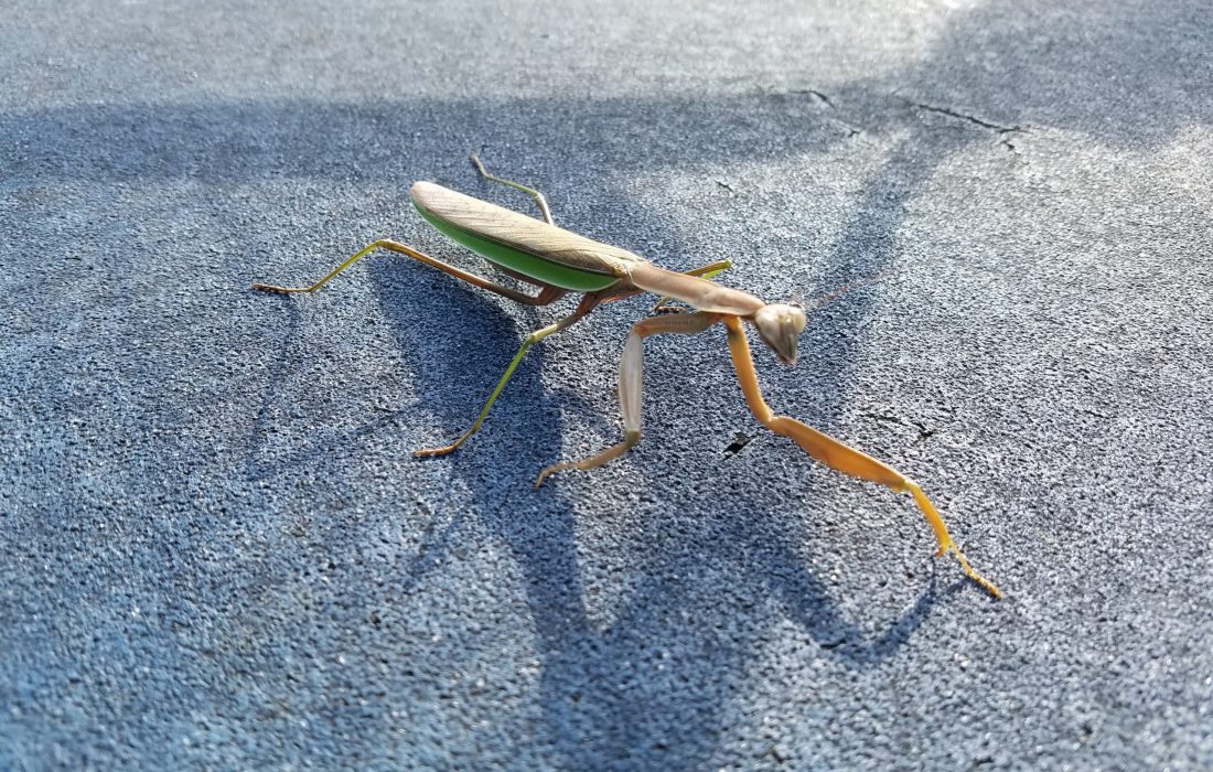 grasshopper on a tennis court