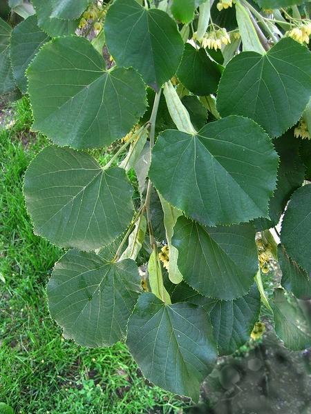basswood leaf