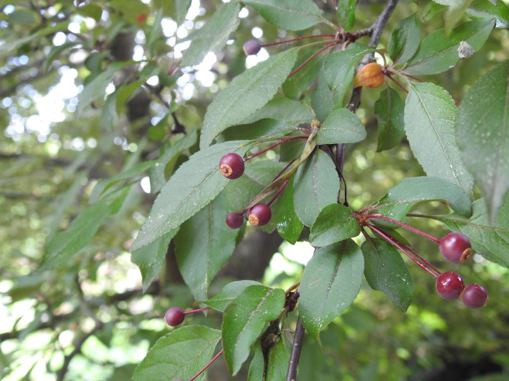 Crabapple Berries