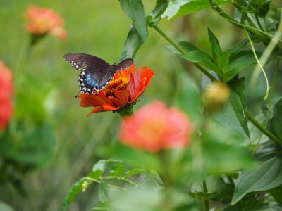 butterfly on a red flower