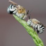 Two Australian Banded-Digger bees (Amegilla cingulata) settling in for nights sleep.