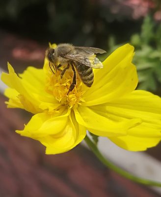 bee on a yellow flower