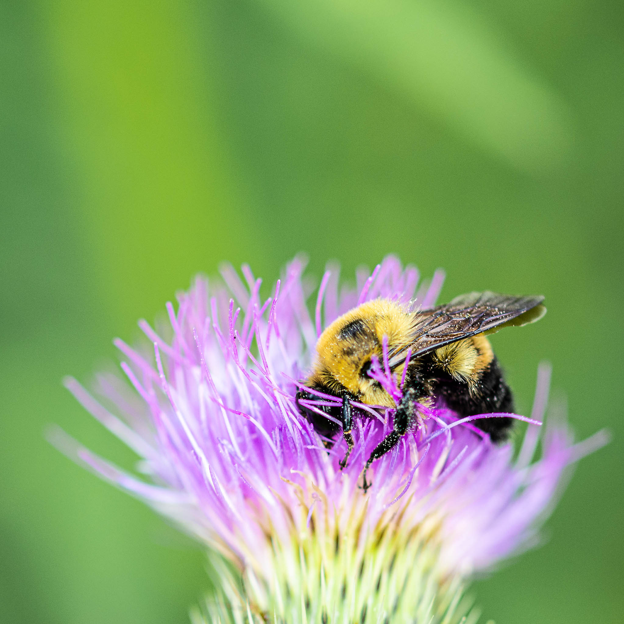 Bee in Thistle