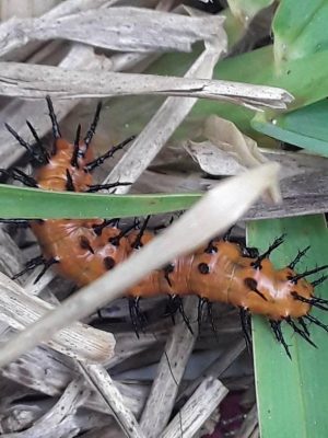 orange and black insect