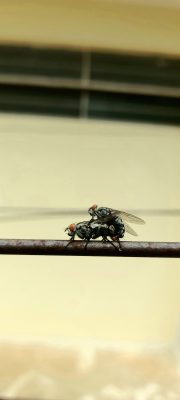 Two houseflies mating