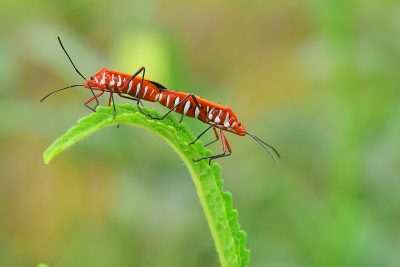 red, white and black insect on the end of the leaf