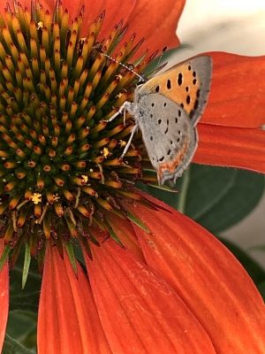 flying insect on orange flower